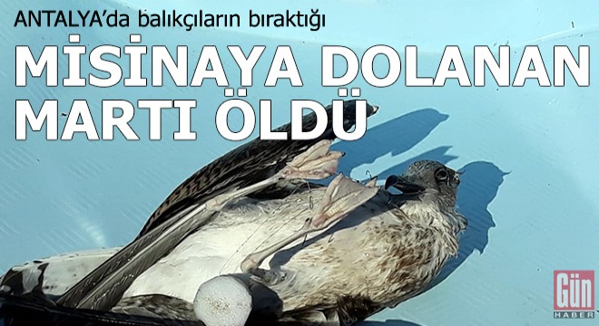 Balıkçıların bıraktığı misinaya dolanan martı öldü