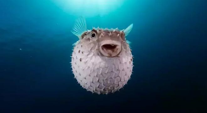 Balon balığı yiyen 7 kişilik aile zehirlendi