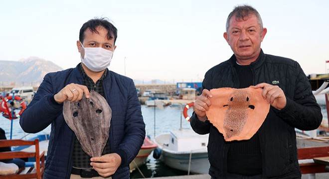 Balon balığının derisi, yeni istihdam alanı sağlayacak