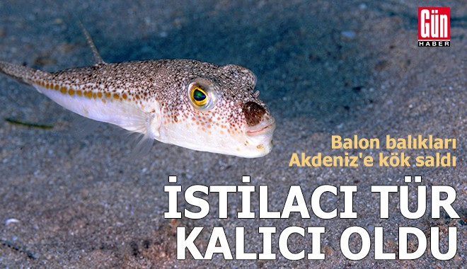 Balon balıkları Akdeniz'e kök saldı
