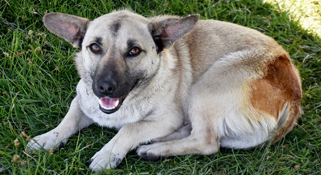 Barakada çıkan yangında 2 köpeğiyle öldü