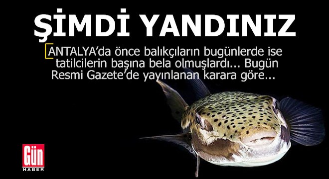 Baş belası balık için karar alındı