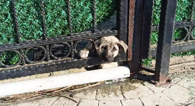 Başı demir kapıya sıkışan köpeği itfaiye kurtardı