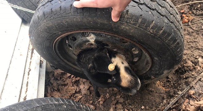 Başı janta sıkışan köpeği itfaiye kurtardı