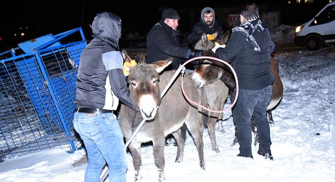 Başıboş eşekler 'donmasın' diye toplanıp barınağa getirildi