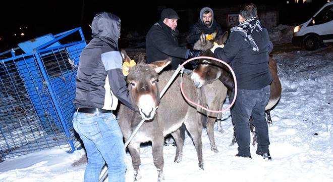 Başıboş eşekler  donmasın  diye toplanıp barınağa getirildi