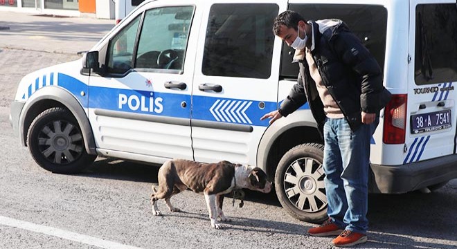 Başıboş pitbull tedirginliğe neden oldu