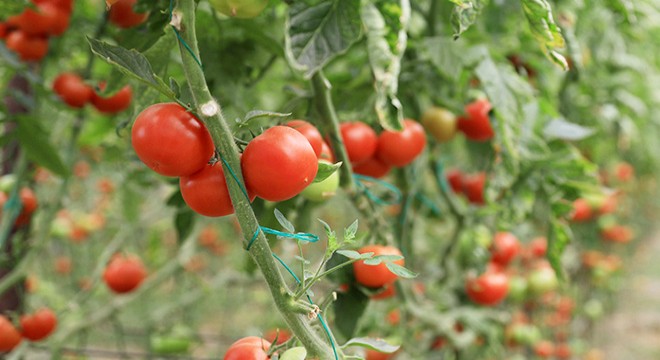 Batı Akdeniz ihracatında 2 milyar dolar sevinci