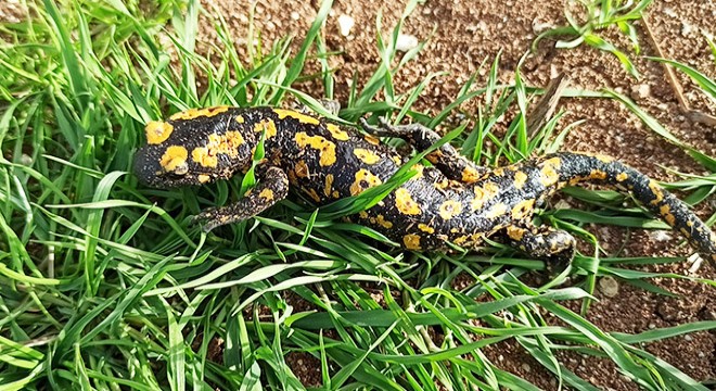 Batman'da, benekli Anadolu semenderi görüldü