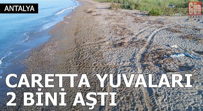 Belek sahilinde caretta yuvaları 2 bini aştı