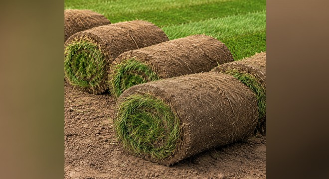 Bermuda Paspalum ve TifSport Fiyat Karşılaştırması 2026-2027