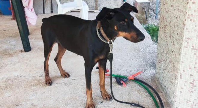 Berzeg'in köpeği 'Tina', kaybolmadan önceki haline döndü