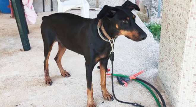 Berzeg'in köpeği Tina'nın tahlillerinden de sonuç çıkmadı