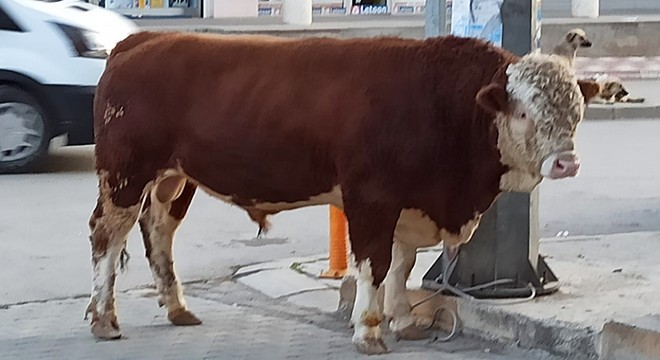 Besihaneden kaçan dana pazara girdi