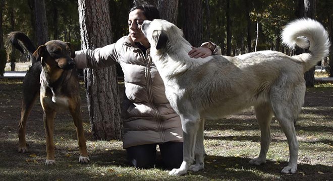 Besledikleri köpeklerden birini ölü, diğerini yaralı buldular