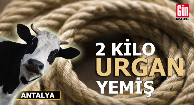 Beslenme güçlüğü çeken ineğin karnından 2 kilo urgan çıktı