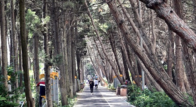 Beylikdüzü'nün eğik ağaçlı koruluğu