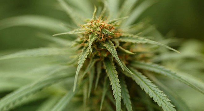 Bidondan 5 kilo esrar çıktı