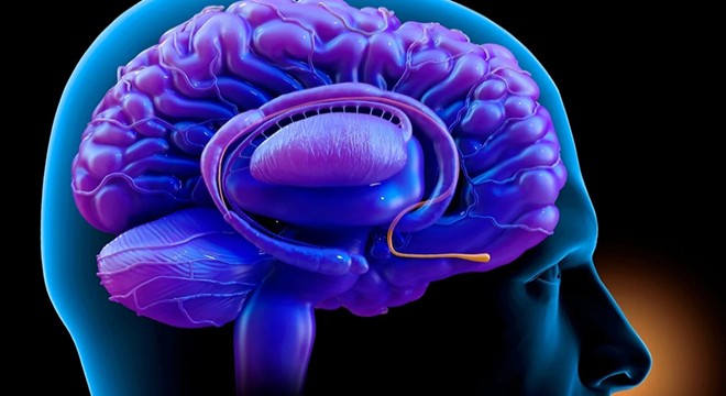 Bilim insanları burun ile beyin arasındaki sinir devresini keşfetti