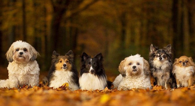 Bilim insanları köpeklerin tarihini yeniden yazıyor