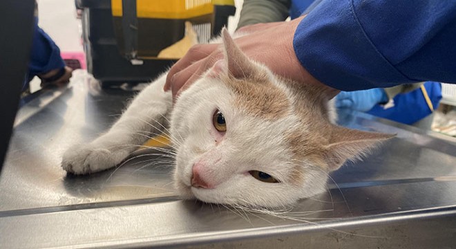 Binada mahsur kalan kedi, 13 gün sonra kurtarıldı