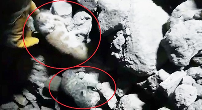 Binanın enkazında doğum yapan kedinin yavruları sağ çıkarıldı