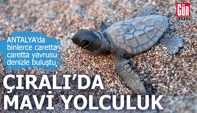 Binlerce caretta caretta yavrusu Antalya'da denizle buluştu