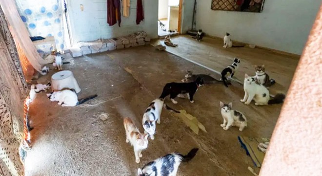 Bir evden yaklaşık 100 kedi çıktı