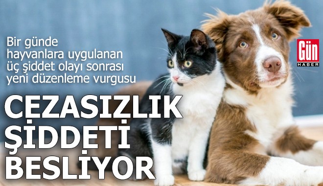 Bir günde hayvanlara yönelik üç şiddet olayı