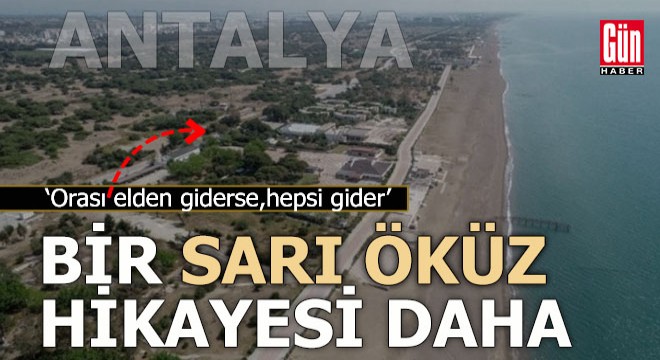 Bir sarı öküz hikayesi de Antalya dan...