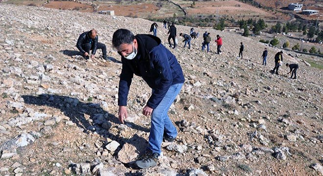 Bir yılda 1, 5 ton meşe palamudu ektiler