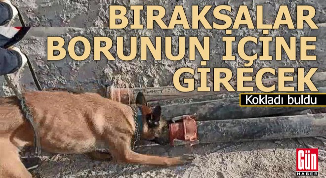 Bıraksalar borunun içine girecek