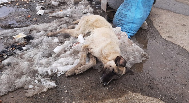 Biri Pitbull, 2 köpek daha donarak öldü