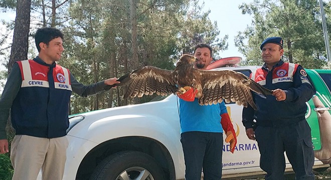 Bitkin ve uçamayan kartal korumaya alındı