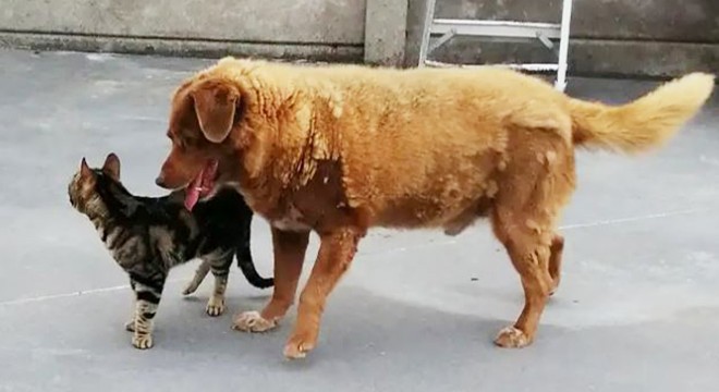 Bobi, en yaşlı köpek olarak Guinness Dünya Rekorunu kırdı