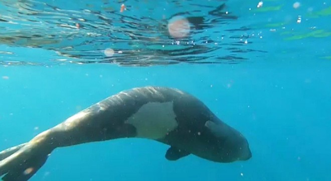Bodrum açıklarında Akdeniz foku görüldü