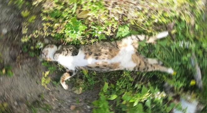 Bodrum'da 2 köpek ve 7 kedi zehirlenerek öldürüldü