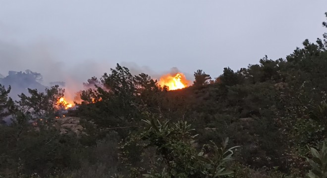 Bodrum'da orman ve makilik yangını