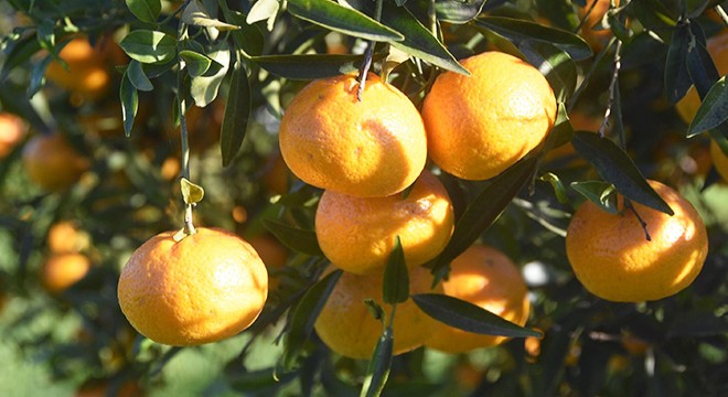 Bodrum mandalinasında hasat başladı