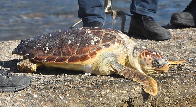 Bodrum sahilinde ölü careta caretta bulundu