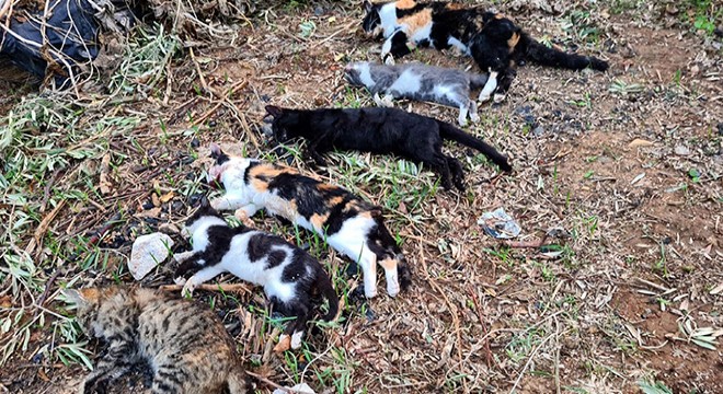 Bodrum da kedi ölümleriyle ilgili suç duyurusu