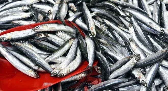 Boğazlarda ve Marmara Denizi'nde 'hamsi avcılığı' durdurulacak
