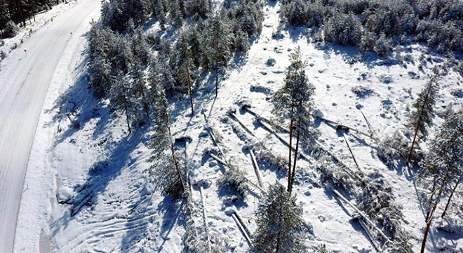 Bolu'daki fırtınada devrilen ağaçlar için hasar tespiti