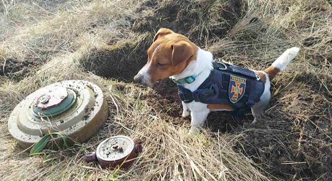 Bomba arama köpeği ‘Patron’, kentin maskotu oldu