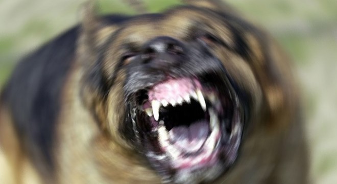 Boş arazide köpeklerin parçaladığı bebek cesedi bulundu