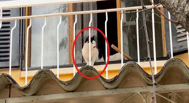 Boş evde mahsur kalan kedi için kurtarma operasyonu