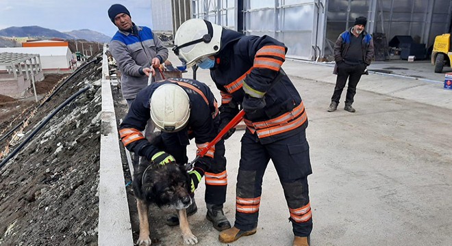 Boynu metal parçaya sıkışan köpek kurtarıldı