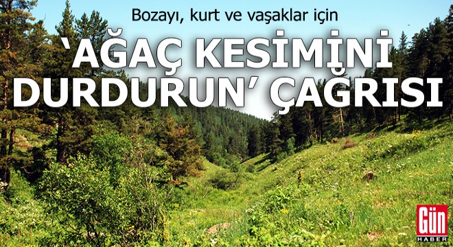 Bozayı, kurt ve vaşaklar için 'Ağaç kesimini durdurun' çağrısı