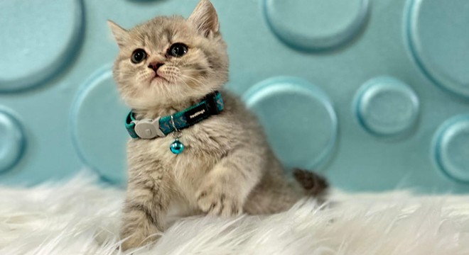 British Shorthair Kedilerle Tanışın