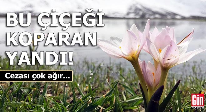 Bu çiçeği koparan yandı!